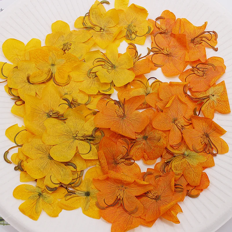 60pcs Dried Pressed Yellow/Orange Cassia Flower Plants Herbarium For Jewelry Postcard Phone Case Bookmark Invitation Card DIY