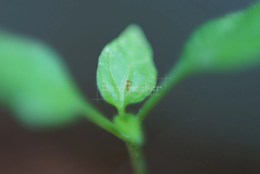 เลนส์กล้องถ่ายรูปย้อนกลับ Macro หลอดขยาย NEX 49/52/55/58/62/67/72มม.สำหรับ Sony A6300 A6500 A5100 A7S A7 II A7R II NEX5