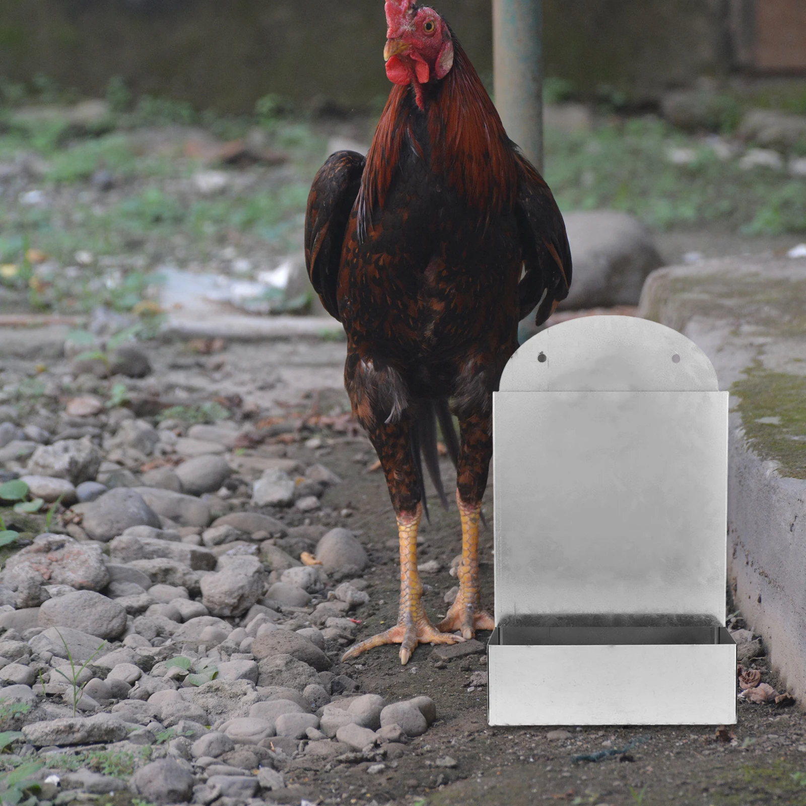 

Automatic Chicken Feeder Vertical Metal Wall Mount Poultry Feeding Station Large Capacity Weatherproof Grit Oyster Shell