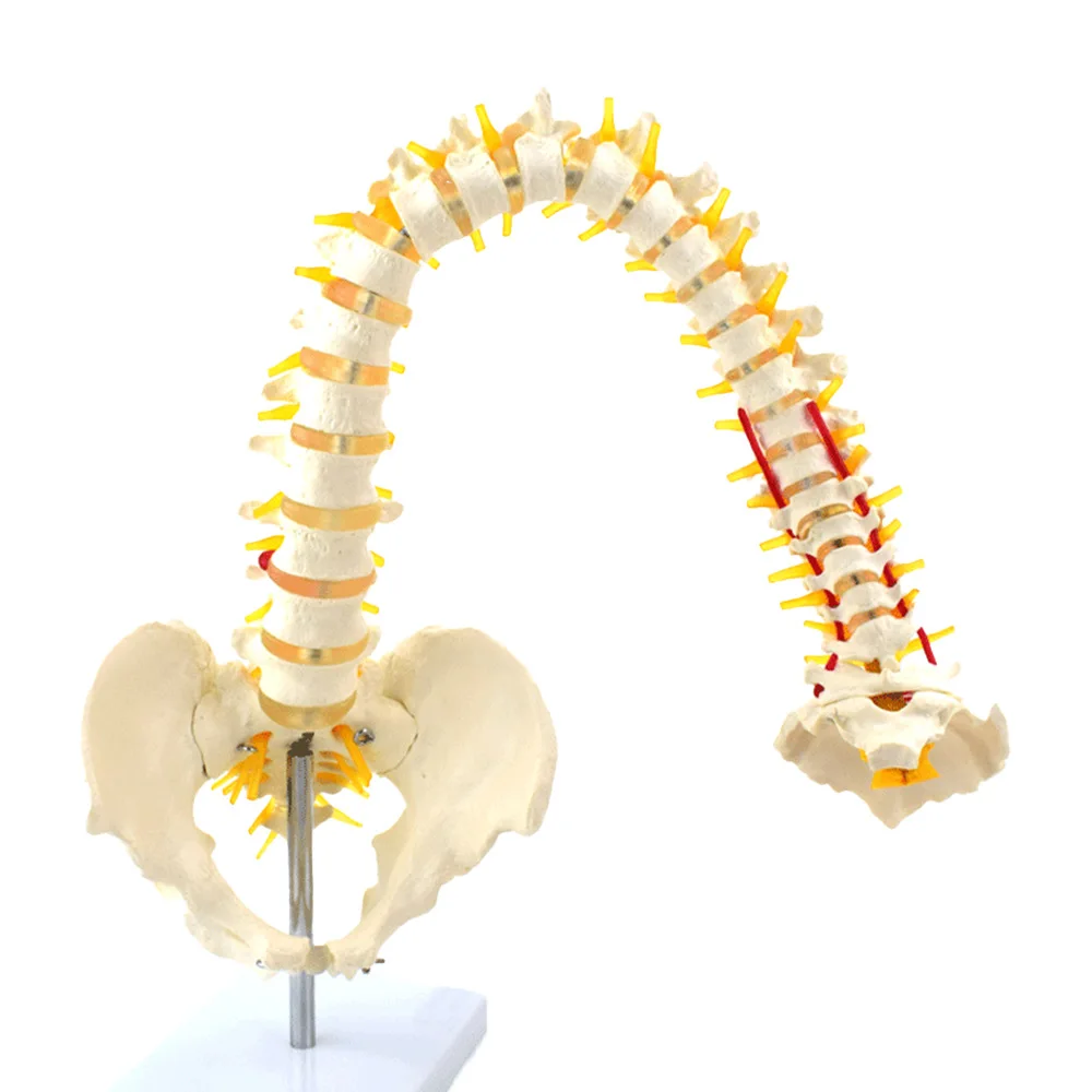 Human Spine Model Spine Model Bendable 85CM Life Size Bone Model