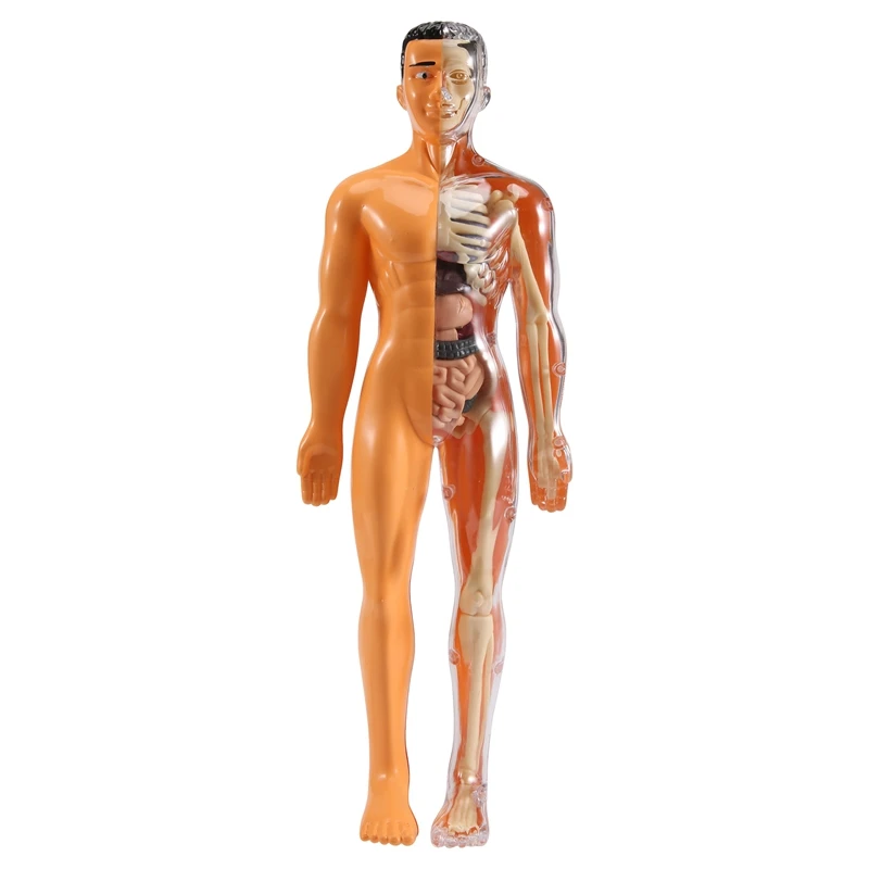 

3D Human Body Anatomy Model Children Plastic DIY Skeleton Toy Science Early Learning Aids Educational Toys