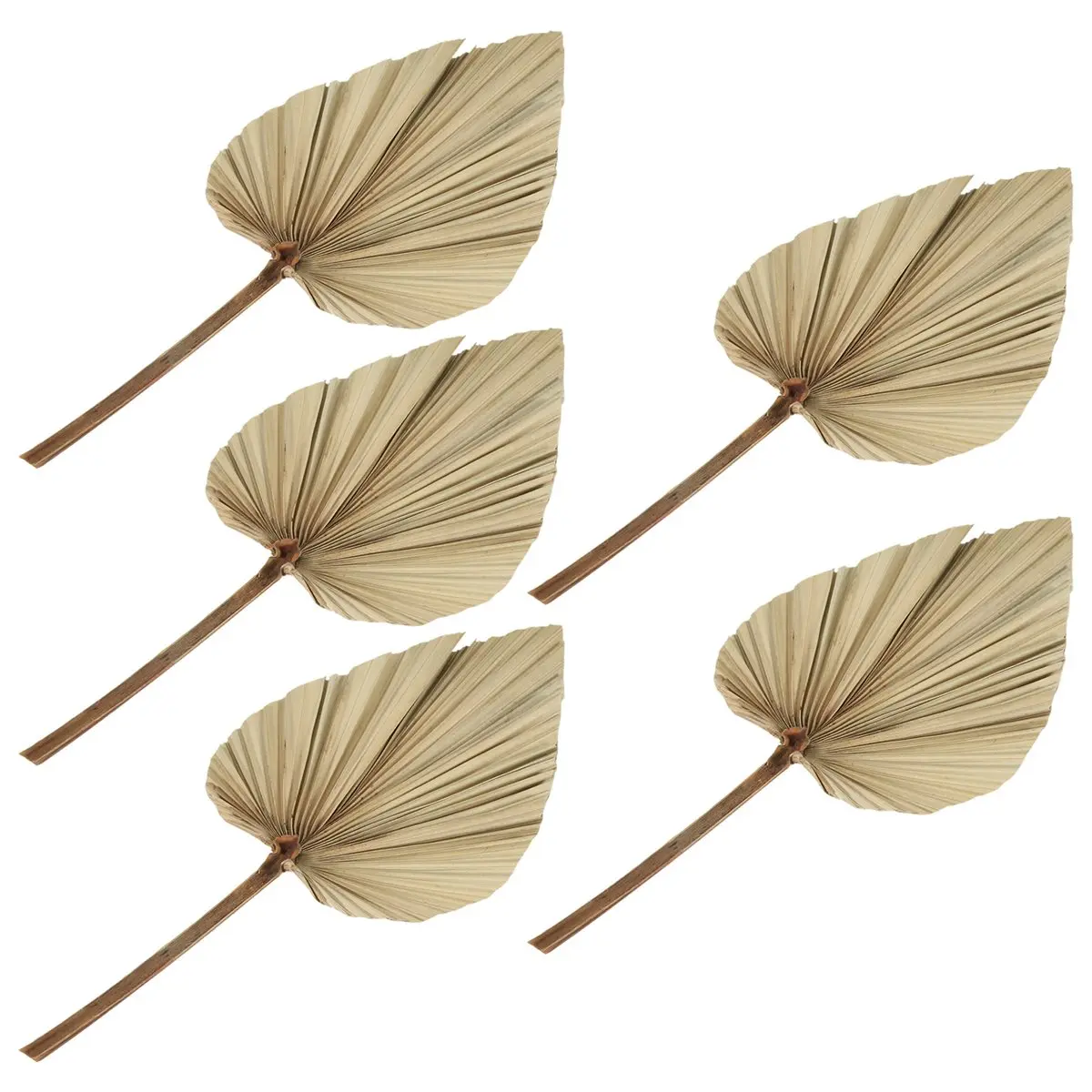 AA77 NEW 5Pcs Natural Dried Palm Leaves Tropical Dried Palm Fans Boho Dry Leaves Decor for Home Kitchen Wedding