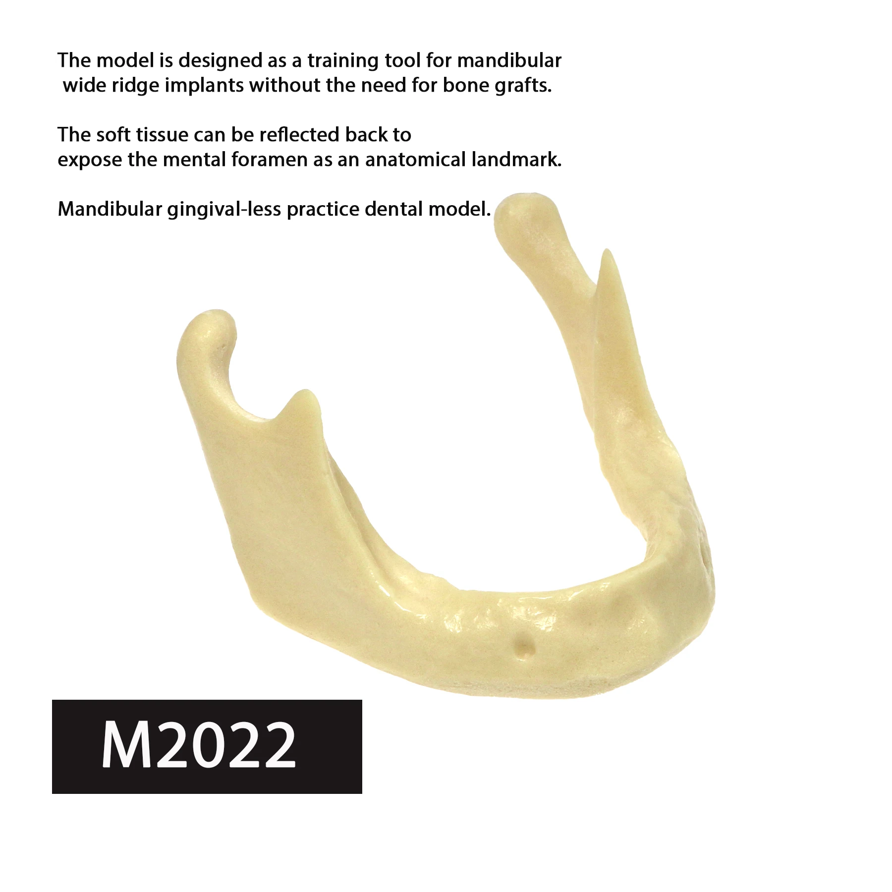 

Dental Implant Mandible Jaw Model for Basic Drilling Insertion Simulation Bone Drilling Study Teach Teeth Model Instrument