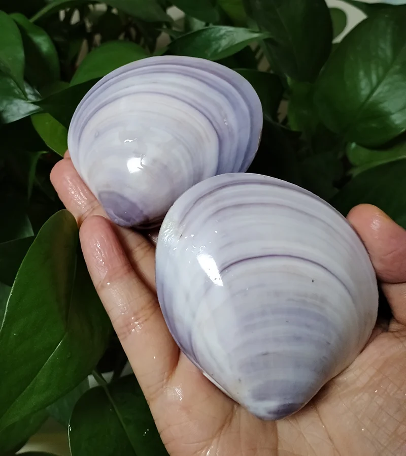 2 Pairs Polished Purple Clam Sea Shells for DIY Craft Mermaid Beach Wedding Home Decoration 7cm-8cm Sanguinolaria Chinensis