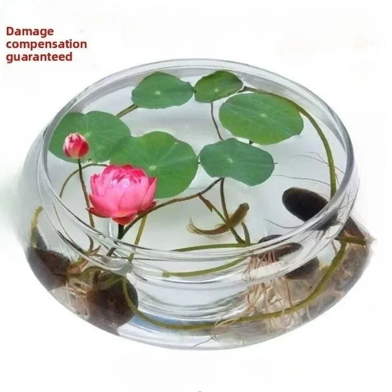 Simple large hydroponic glass vase transparent bowl lotus flower copper coin grass flower pot