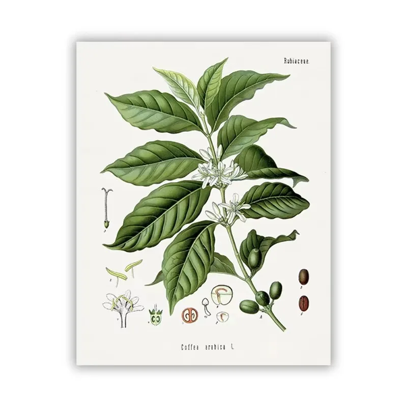 Coffee Botanical Art Print Vintage Plants Poster Cafe Shop Wall Decor,  Arabian Coffee Bean Canvas Painting Kitchen Decoratio
