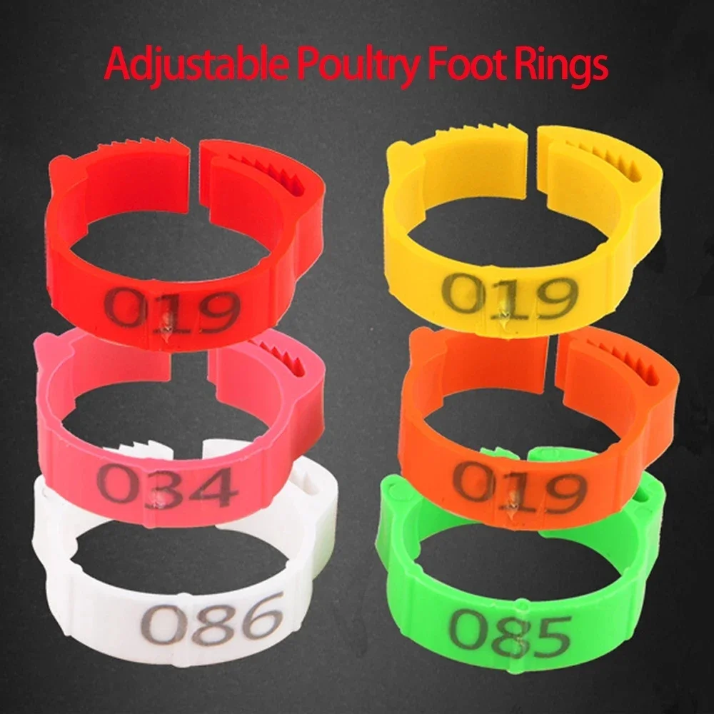 100 Pcs 6 Color Adjustable Poultry Foot Rings Inner Diameter  2~2.4cm Chicken Poultry Flexible Retractable Foot Rings