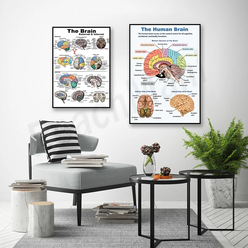 Human anatomy brain map wall poster, human biology, human anatomy, clinical anatomy poster decoration, gift for medical students