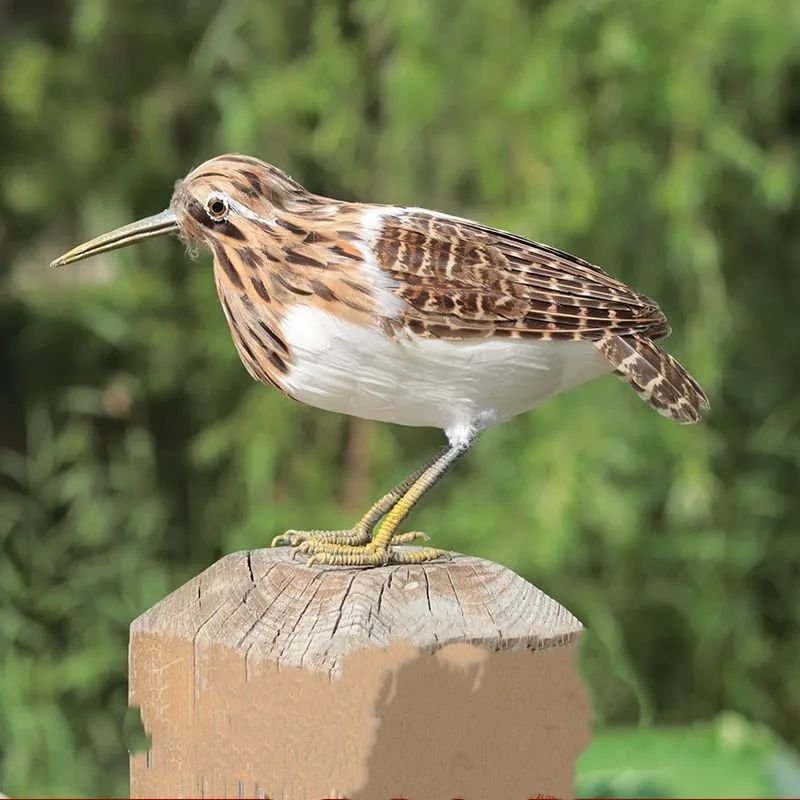 

Имитация окрашенной птицы-снайпера из пенопласта и перьев, модель около 24 см, украшение для дома, подарок y055