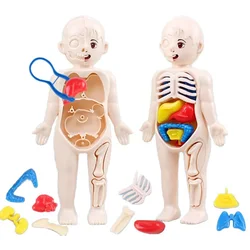 Modelo de órganos del cuerpo humano DIY para niños, juguete educativo de aprendizaje temprano, modelo de anatomía del Torso, Kits de ciencia de ensamblaje, juguete para niños y niñas