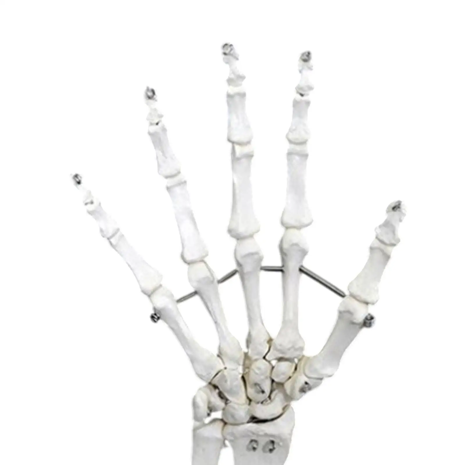 Human Joint Model,Scientific,Medical Teaching Tool,Sturdy,Education,Realistic,Skeleton Model for Science Display Study