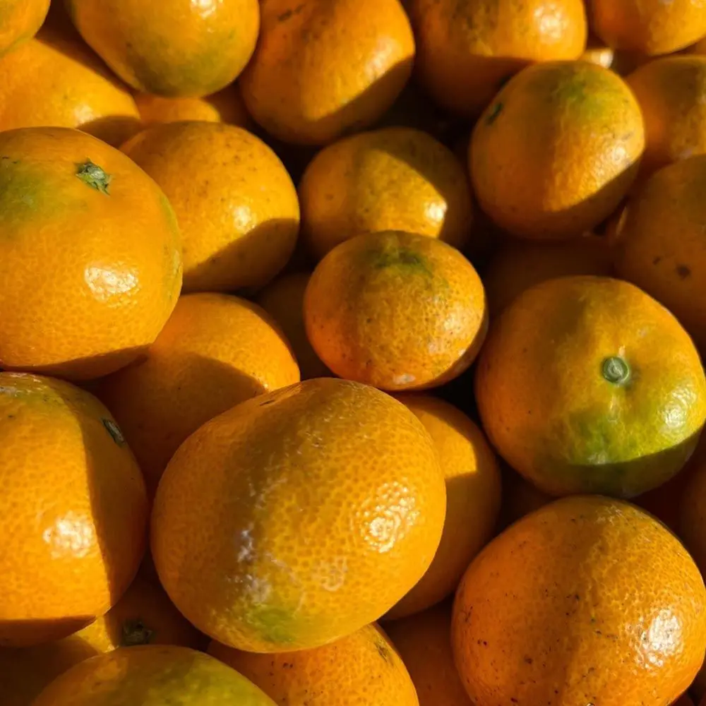 جيجو آيلاند اليوسفي المفتوح المولود الجديد، مقاس كبير، 9 كجم