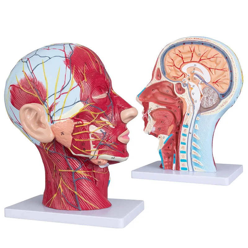 

Human Half Head & Neck Anatomy Model Superficial Neurovascular Model with Section for Science Classroom Display Teaching