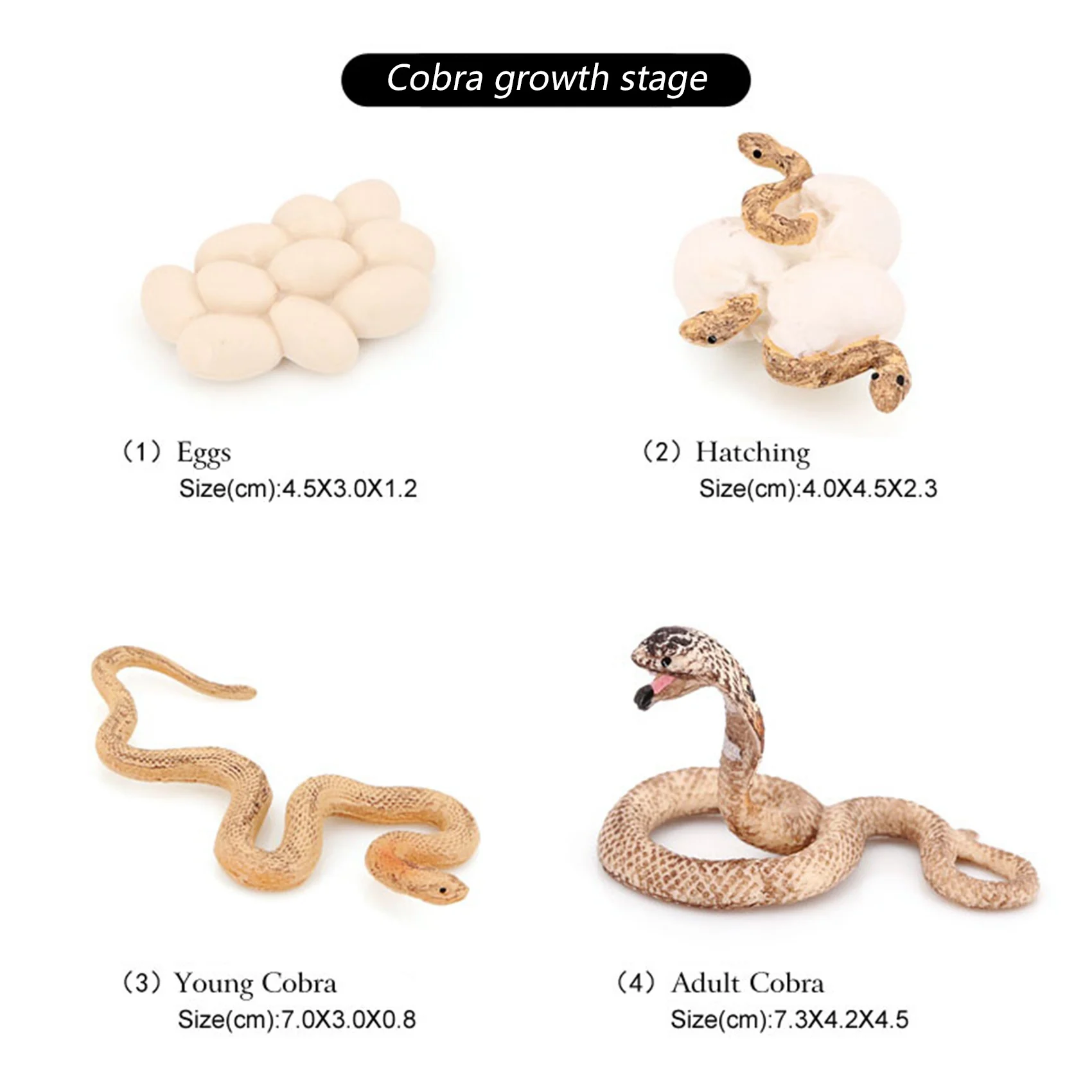 Realistic Animal Life Growth Cycle Biological Model Toys Snake Growth Cycle Biological Model Cobra Growth