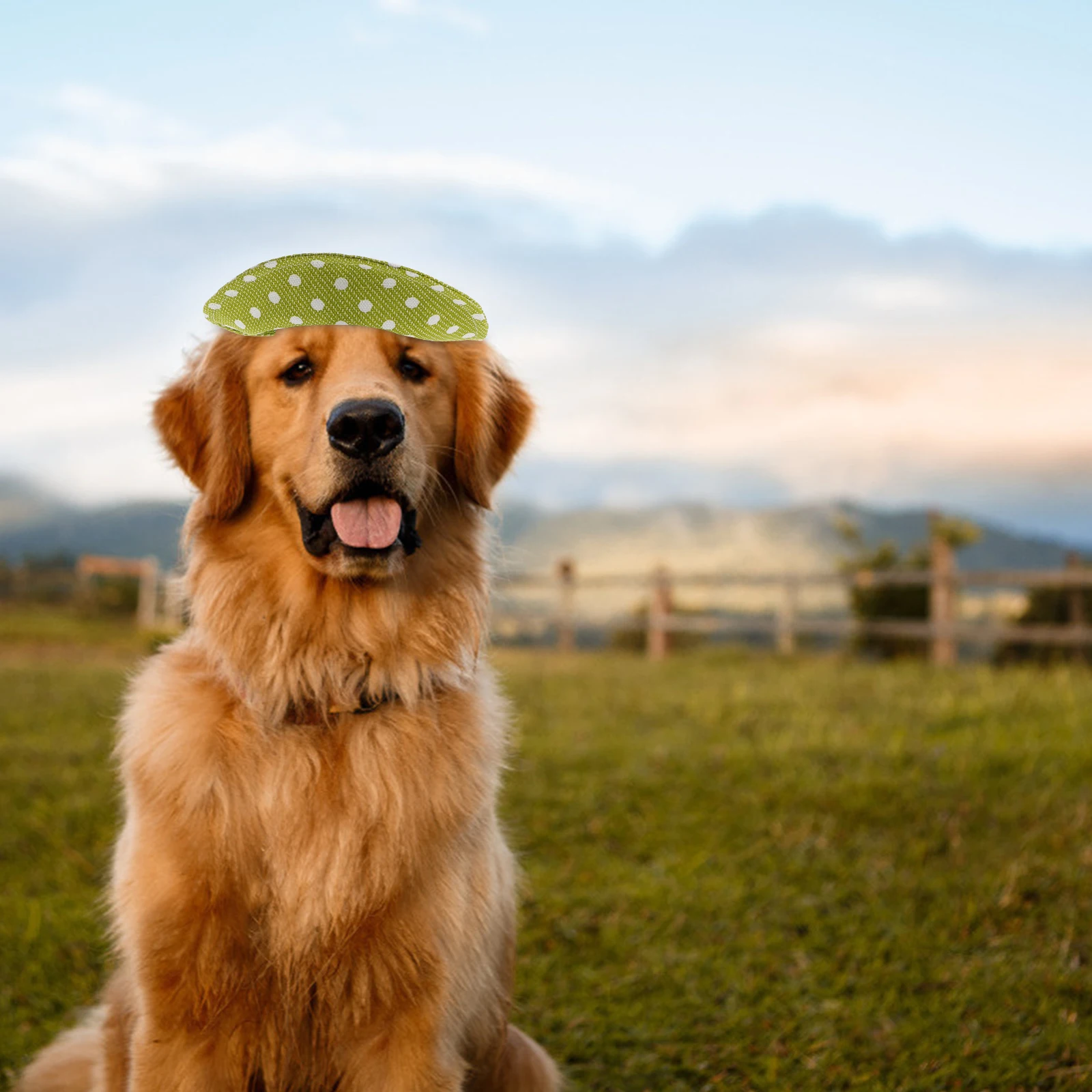 

pet cap cat sun hat dog sun hat cat sun cap
