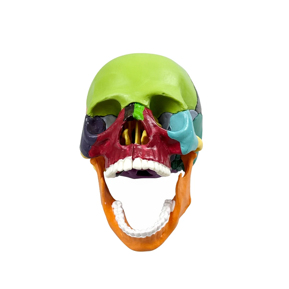 1pcs/set 4D Disassembled Color Skull Anatomical Model Detachable Teaching Demonstration Model Dentistry Lab Supplies