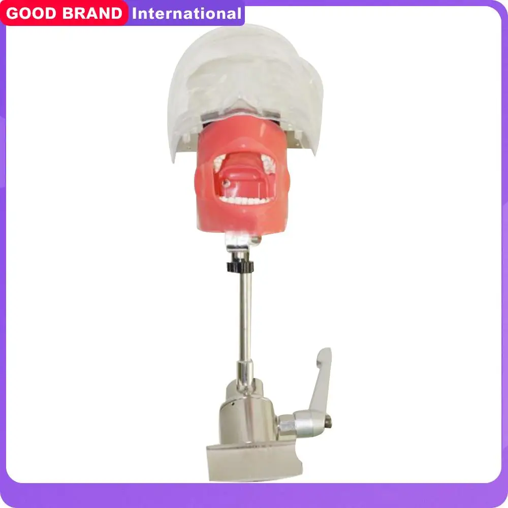 

Simple Head Model Dental Simulator Phantom Head for Dentist Education Dentist Teaching /Head Model Phantom for Training Apparatu