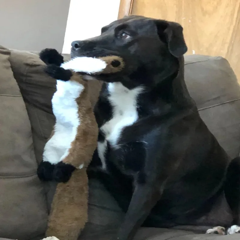 best chew toy