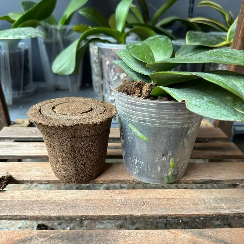 Soil For Butterfly Orchids Prevents Root Rot Good Breathability Repotting Dendrobium Orchids And Other Orchidaceae Species