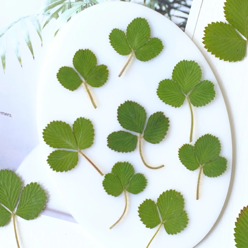 

Nature Strawberry leaves pressed flower specimens,DIY desk lamp bookmark resin drip glue phone case activity greeting card decor