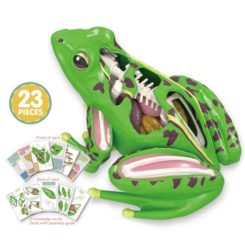 Veterinary Frogs Anatomy Skeleton Models Biology Teaching Aids Educational Toy