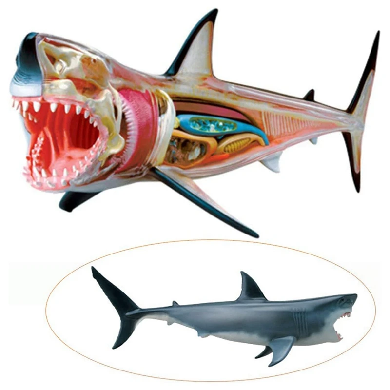 نموذج تشريح القرش ABSU - نموذج تشريح الحيوان - 20 جهازًا قابل للفصل وأجزاء الجسم نموذج لتدريس الأحياء #2