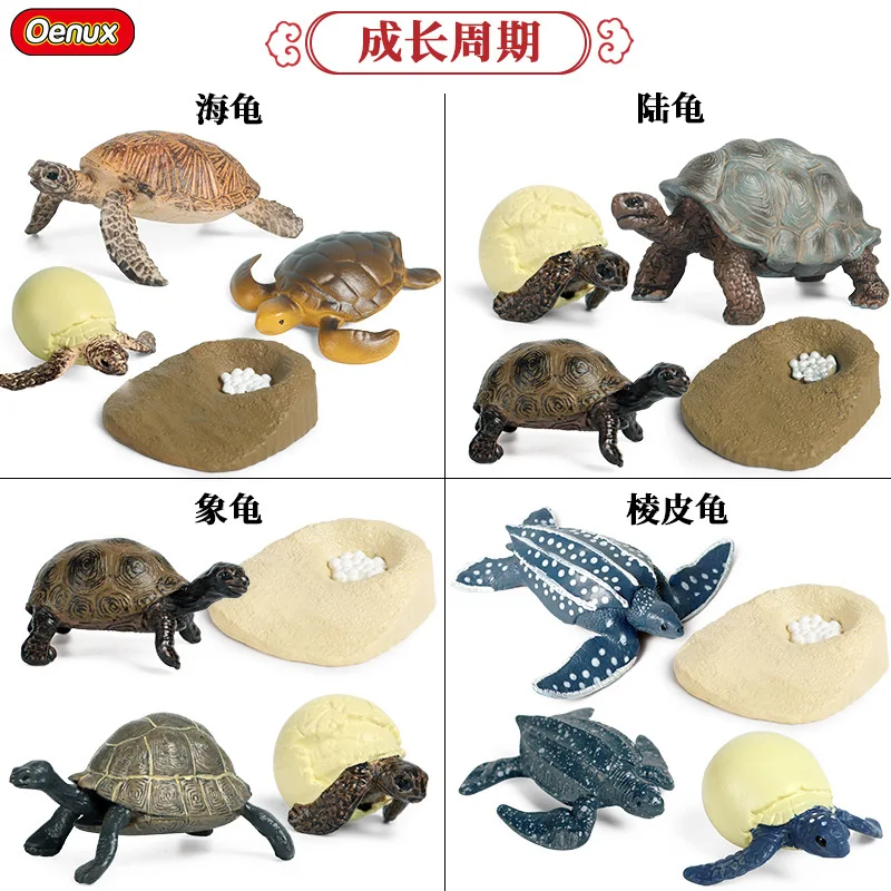 

Early education toy frog butterfly rooster turtle tortoise mosquito simulation animal growth cycle model