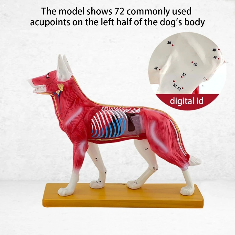 Dog Acupuncture Model Dog Anatomical Model Acupuncture Training Model Dog Models Acupuncture Point Model for Dogs