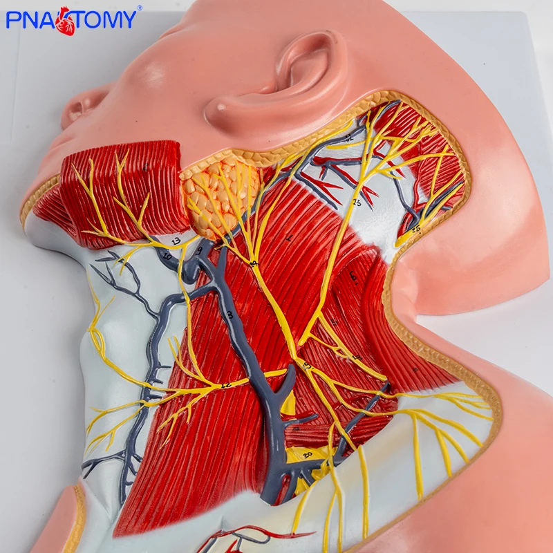 

1:1 Head and Neck Muscle Vascular Nerve Anatomical Model Shoulder Pectoral Muscle Deep Muscle Teaching Model Deltoid Muscle