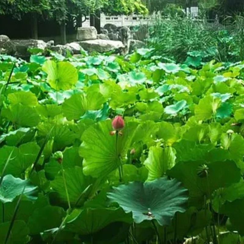 

GEPRC GEP-F405-HD V2 STM32F405 Контроллер полета Type-C USB 3-6S LiPo 5-9V BEC 7,7g для FPV Квадрокоптер для фристайла DIY Запчасти