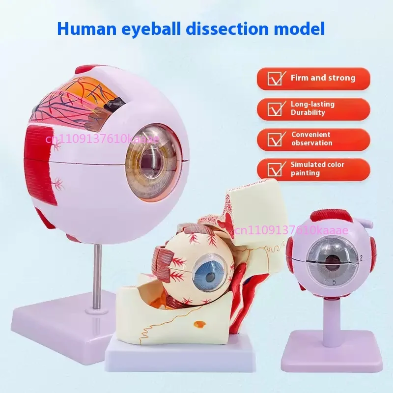 Modelo de globo ocular, modelo anatómico del ojo, instrumento de aprendizaje y enseñanza médica, recursos de enseñanza de ciencias médicas, párpado 6 veces más grande