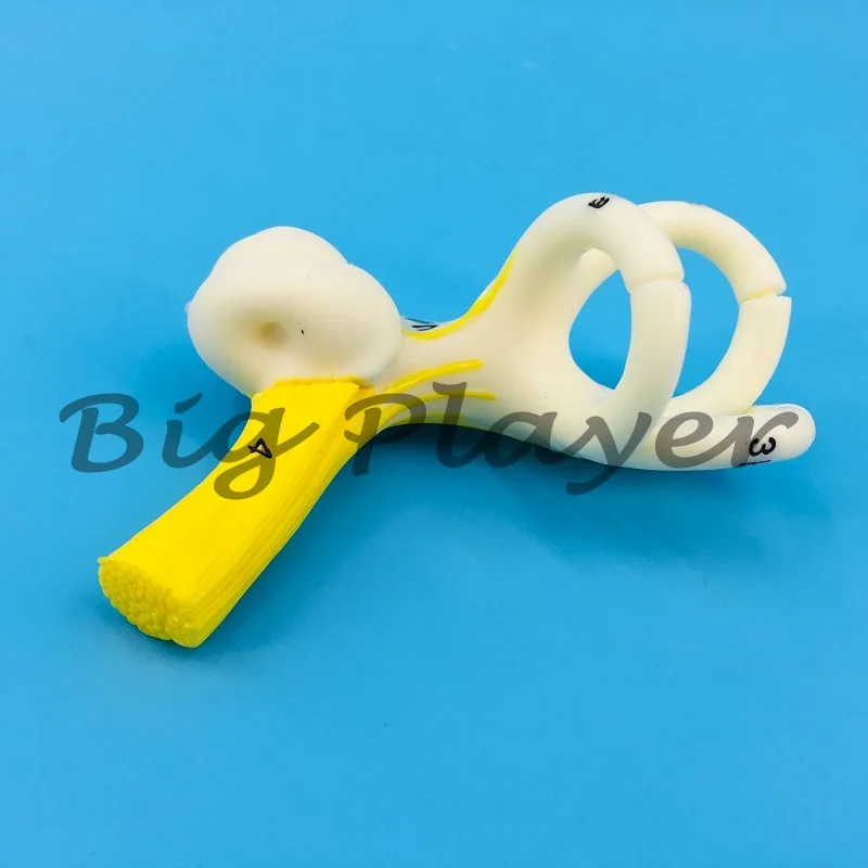 قناة نصف دائرية للأذن البشرية، القوقعة، نموذج تشريحي لقناة نصف دائرية، الأذن الداخلية، نموذج الأذن، نموذج الأذن المفقودة