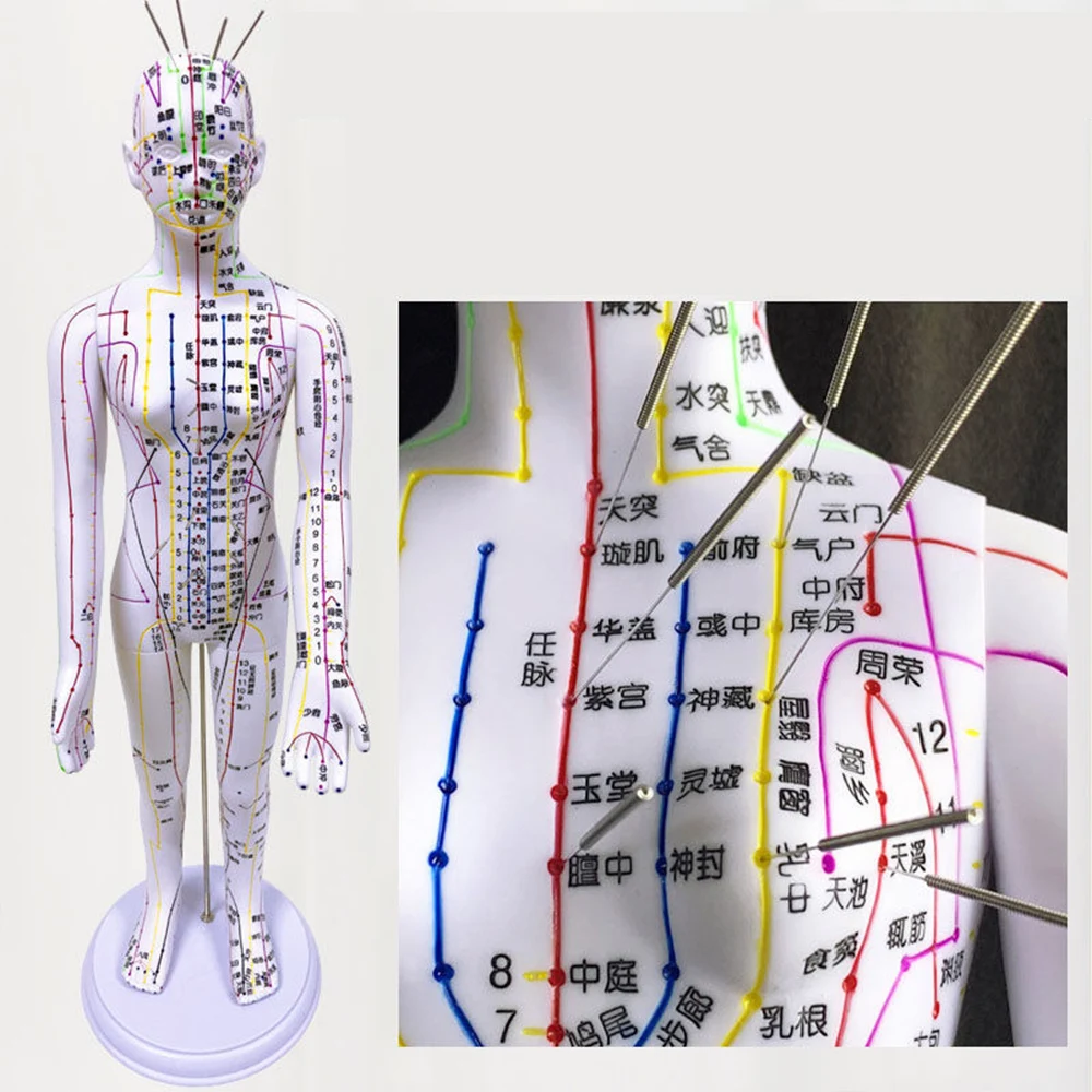 Modèle de mannequin d\'acupuncture de méridiens de médecine chinoise médicale, moxibustion, or, blanc, navires plus rapides, 52cm