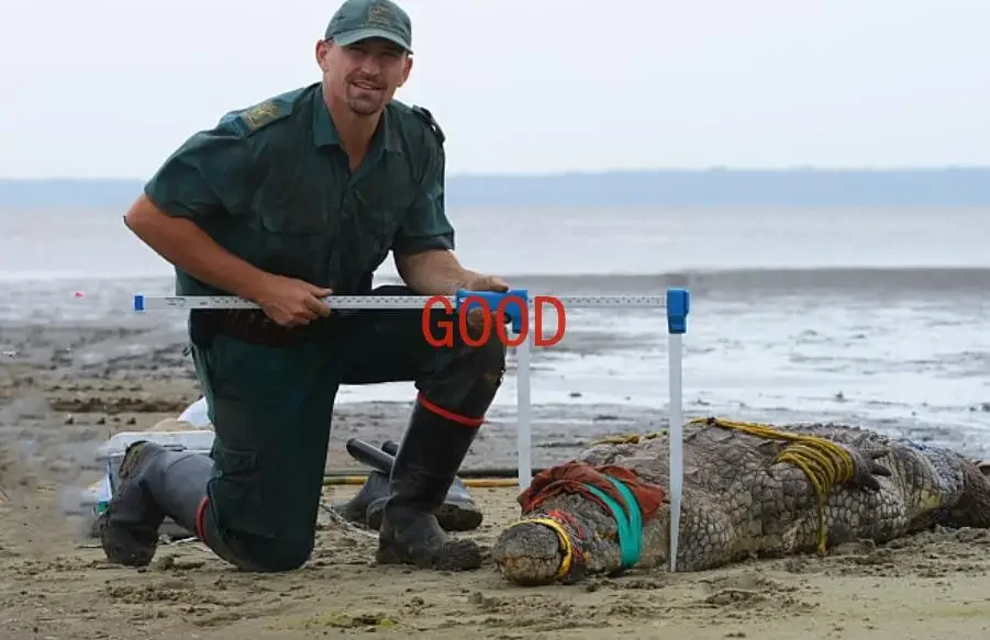 Mantax blue blue caliper, blue caliper F tree caliper