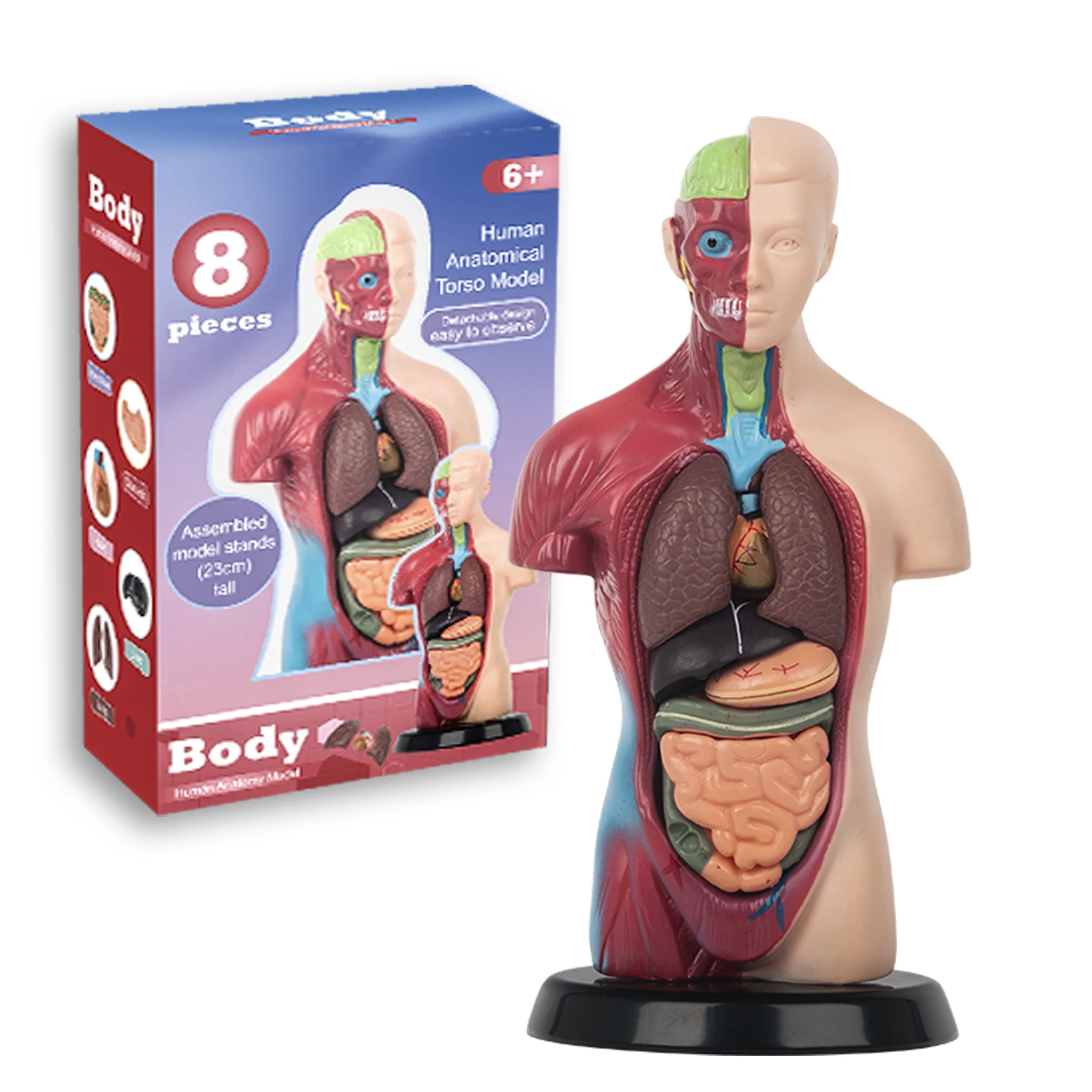 

Children'S Detachable Human Body Structure 3D Teaching Toy Model Organ Skeleton Body Visceral Medicine Simulation Organ Anatomy