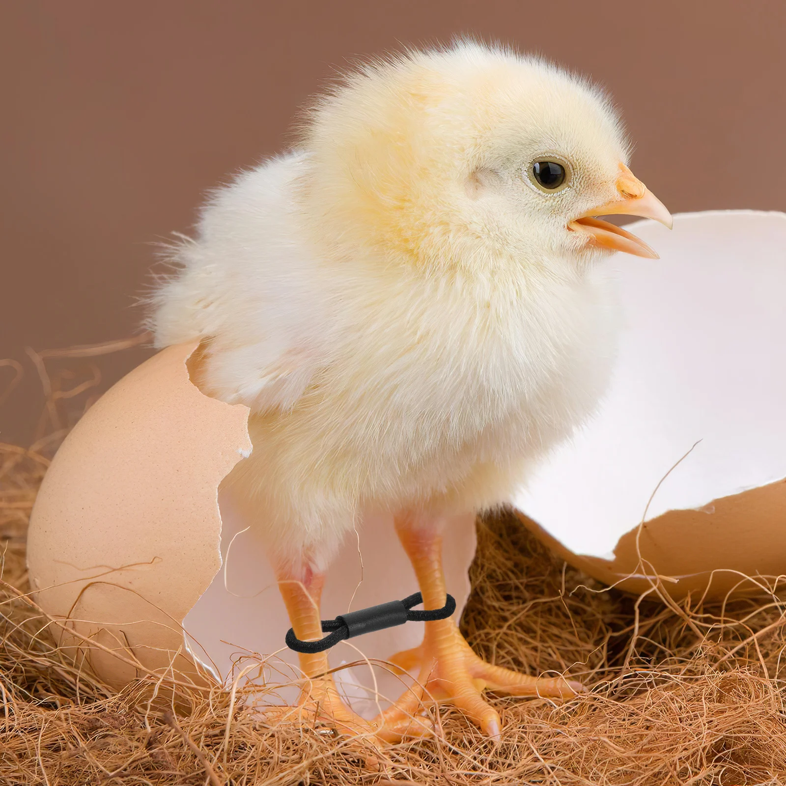 

100pcs Chicken Bands Adjustable Elastic Baby Chick Hobbles For Splayed Leg Correction Poultry Farming Supplies Small Bird Leg