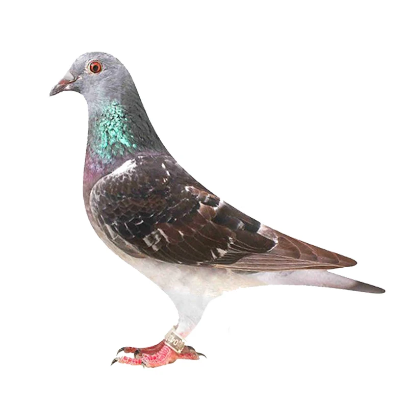 22-18 سنتيمتر كبيرة مقلد رغوة حمامة الحلي وهمية سباق حمامة نموذج حديقة المنمنمات الطيور التماثيل زينة عيد الميلاد