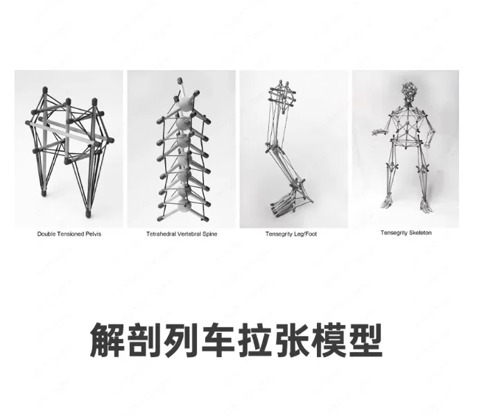 Pelvic Fascial Tension Model – Anatomy Train Structure for Rehabilitation Teaching & Demonstration