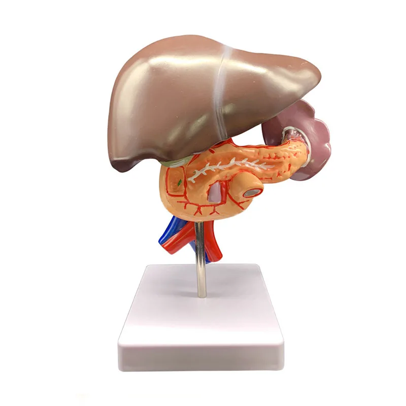 

Liver Model Medical Liver Dissection Model Pancreatic Spleen Duodenal Pancreatic Structure Model Medical Teaching Supplies