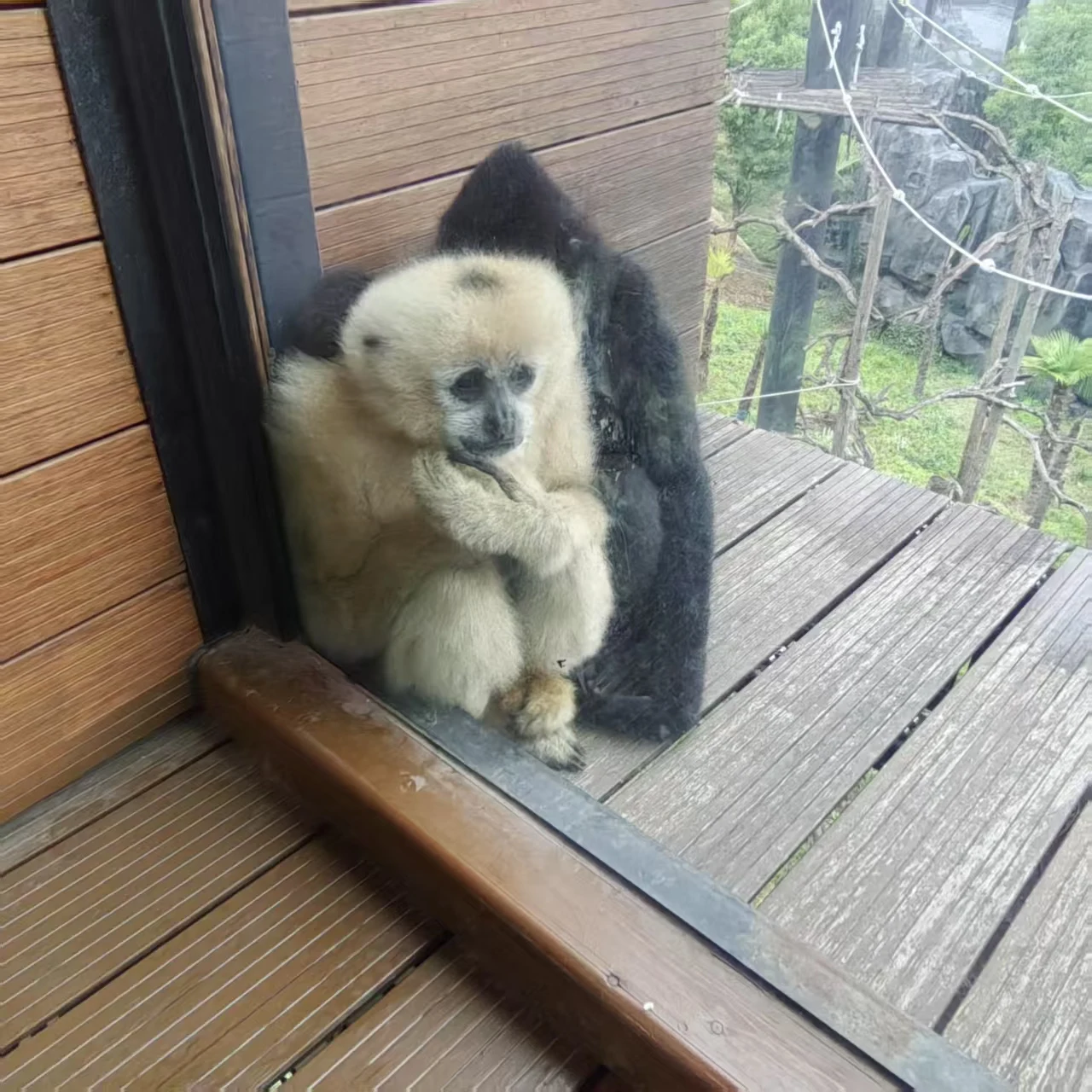 

French White Long-sleeved Thin Shirt Women With High-end Temperament Top