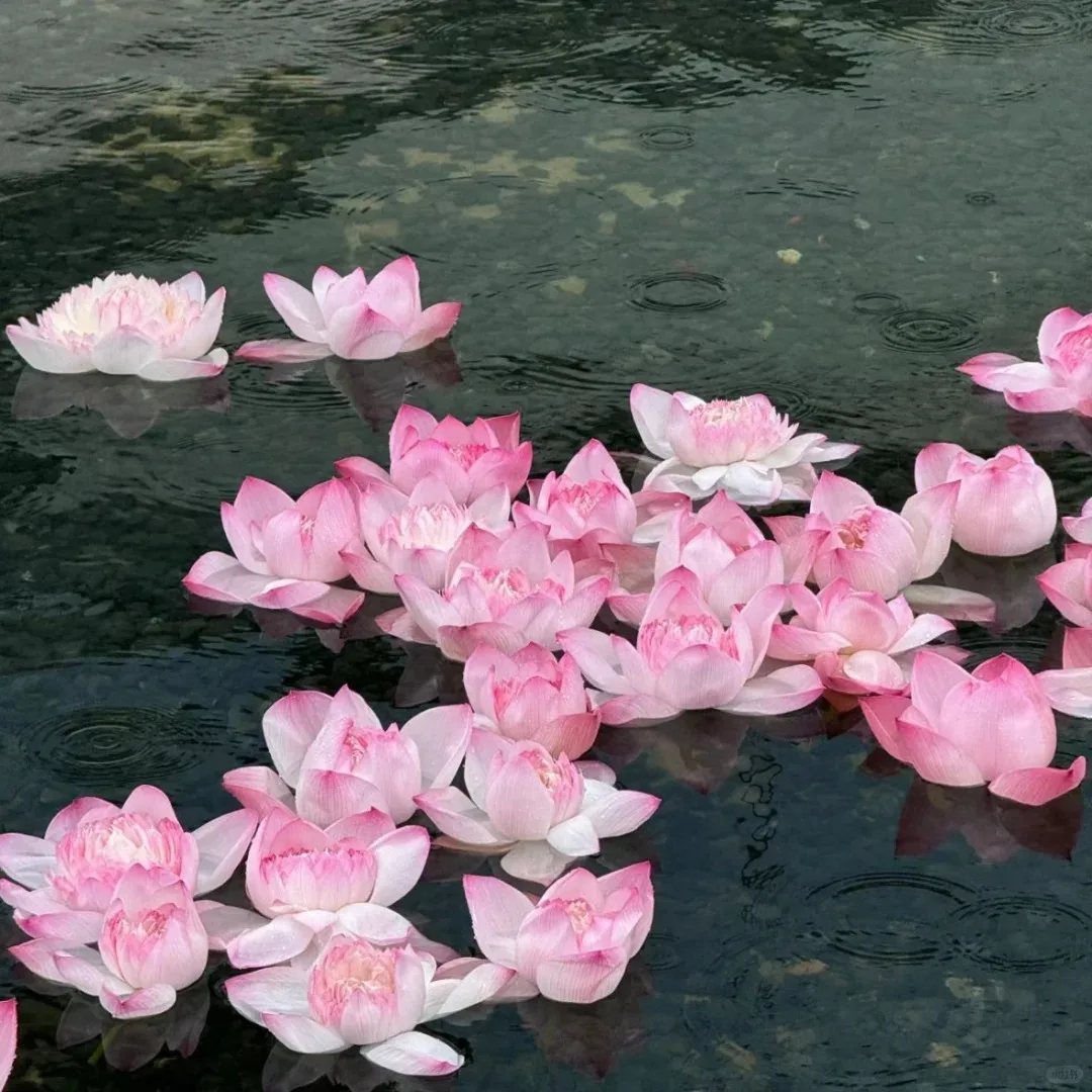 Salon Equipment Best Selling Full-Automatic Portable Ozone Hair Steamer with Ozone Sterilization Wall Mount Option