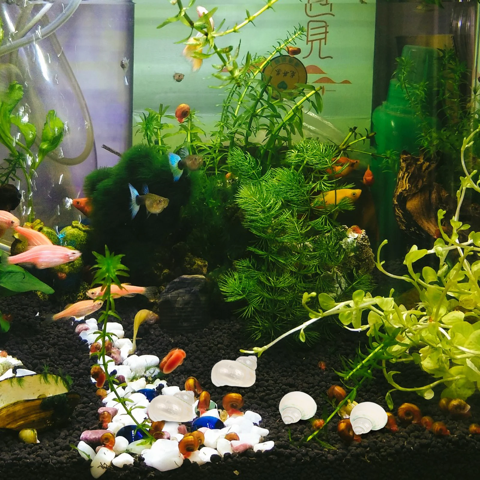 

10Pcs Natural Conch Shell Decor Fish Tank Conch Adornment Aquarium Decoration Simple Generous Design for Various Occasions