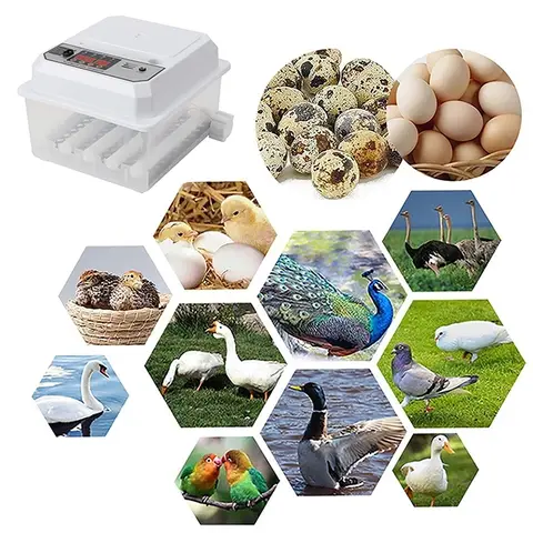 10 best sales अंडा इनक्यूबेटर पूरी तरह से स्वचालित - №5