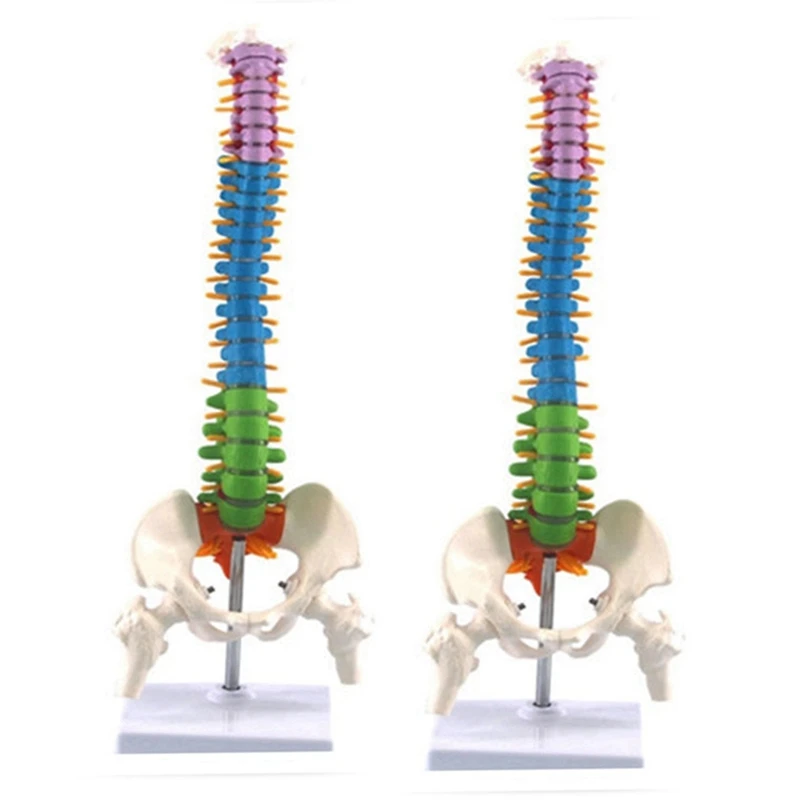 2X 45Cm With Pelvic Human Anatomical Anatomy Spine Spinal Column Model Teaching Resources For Students