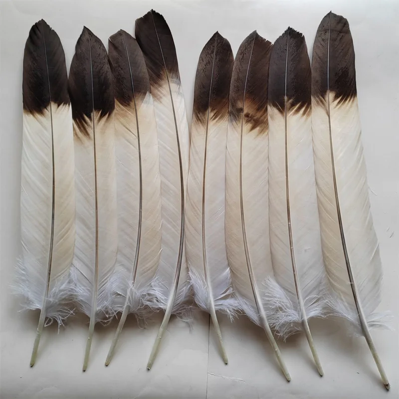 

10Pc/Lot 40-50cm Natural Beauty Eagle Quill Feathers Large Bird Hawk Feathers Decorative diy Stage Performance