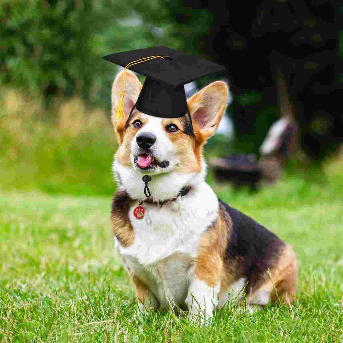 Small Dog Graduation Hats with Yellow Tassel Pet Cap Puppy Doctor Supplies Animal Cat Toy