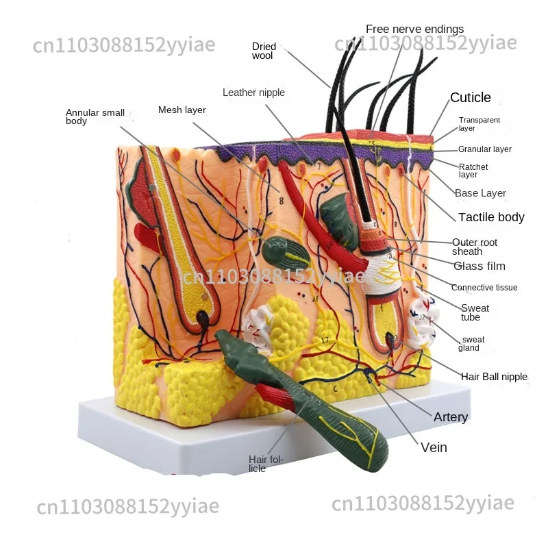 

70 Times Human Skin Tissue Structure Enlarged Anatomical Model Medical Aesthetic Plastic Three-dimensional Skin Model