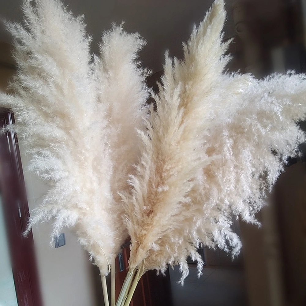 

80cm Large Fluffy Natural Pampas Grass Bouquet Bohemian Dried Flowers Wedding Party San Valentin Day Tulipanes