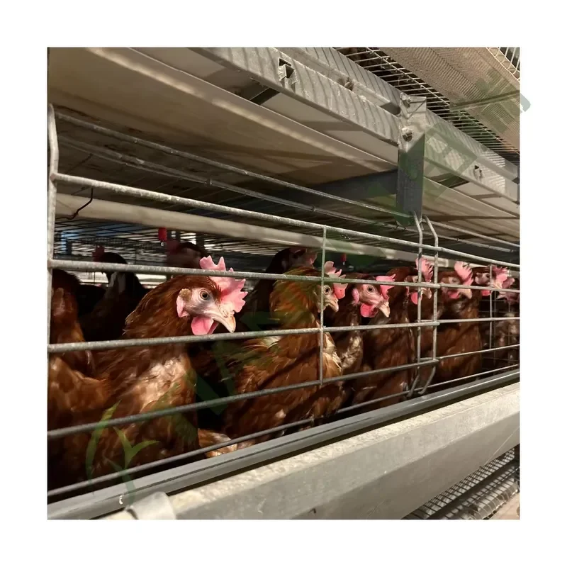 New H Type Automatic Layer Hen Cage System with Galvanized Steel Mesh for Farm Use