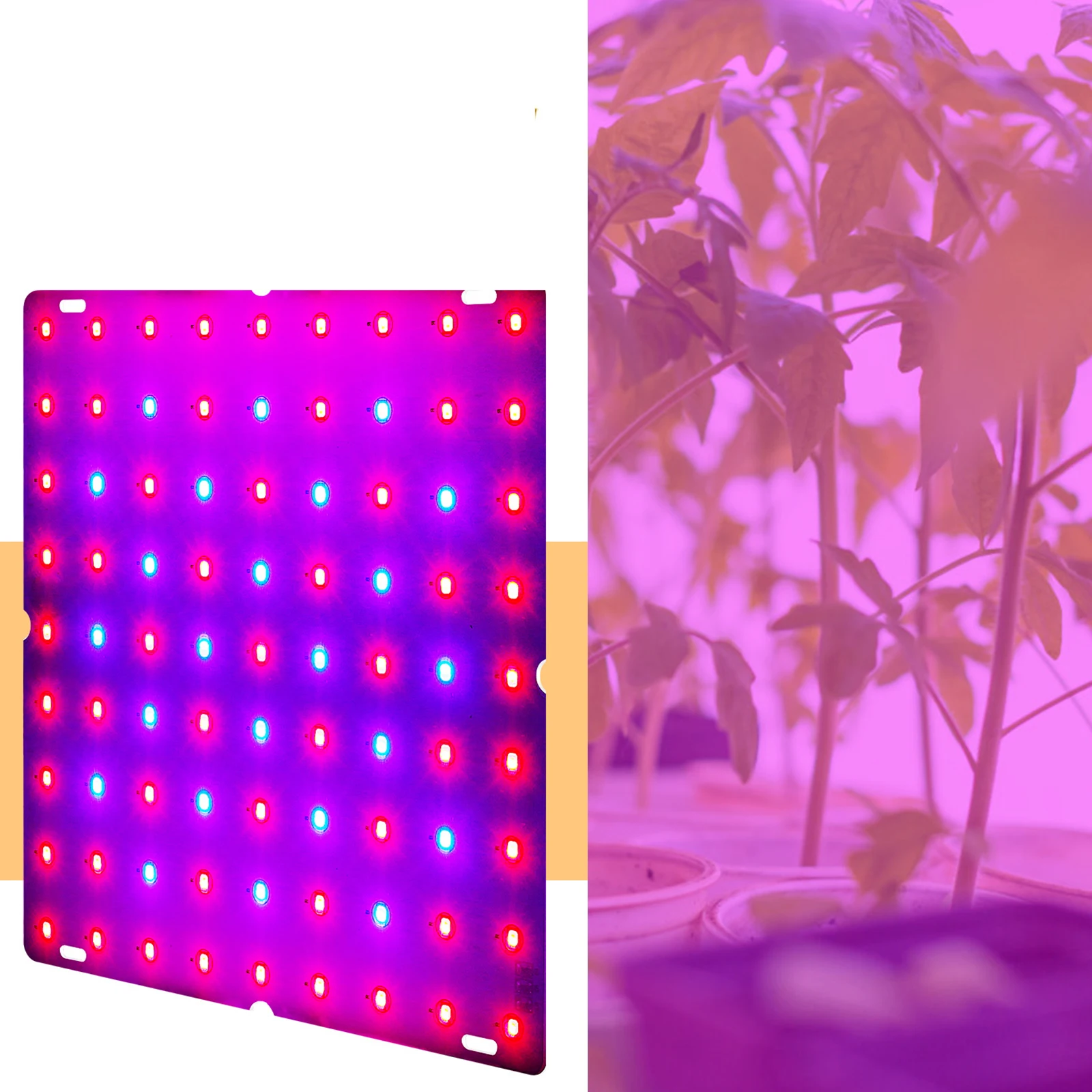 LED Grow Light Red Blue Full Spectrum 81 LEDs Grow Lamps LED Panel Grow Light for Succulents Hydroponic Greenhouse Indoor Plant